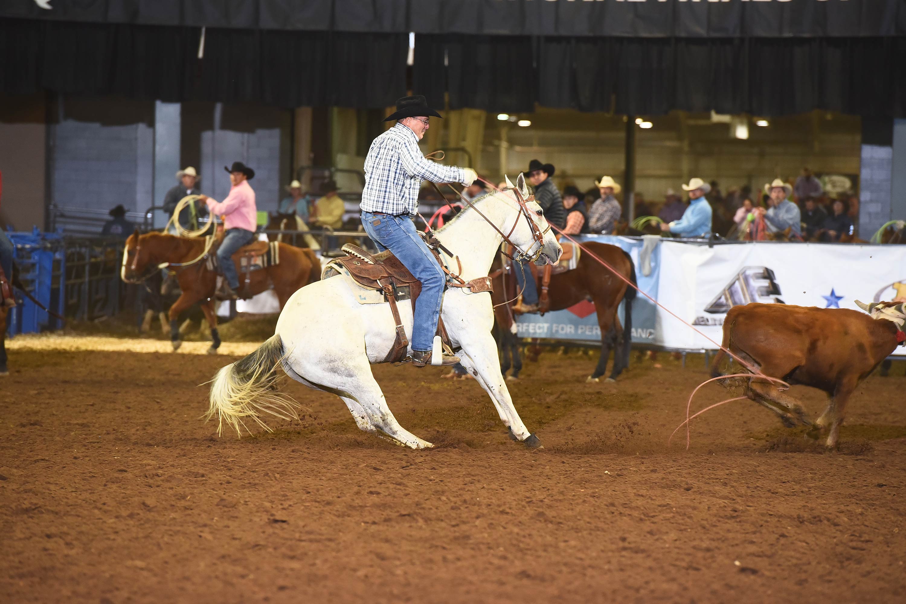 Team Roping horse